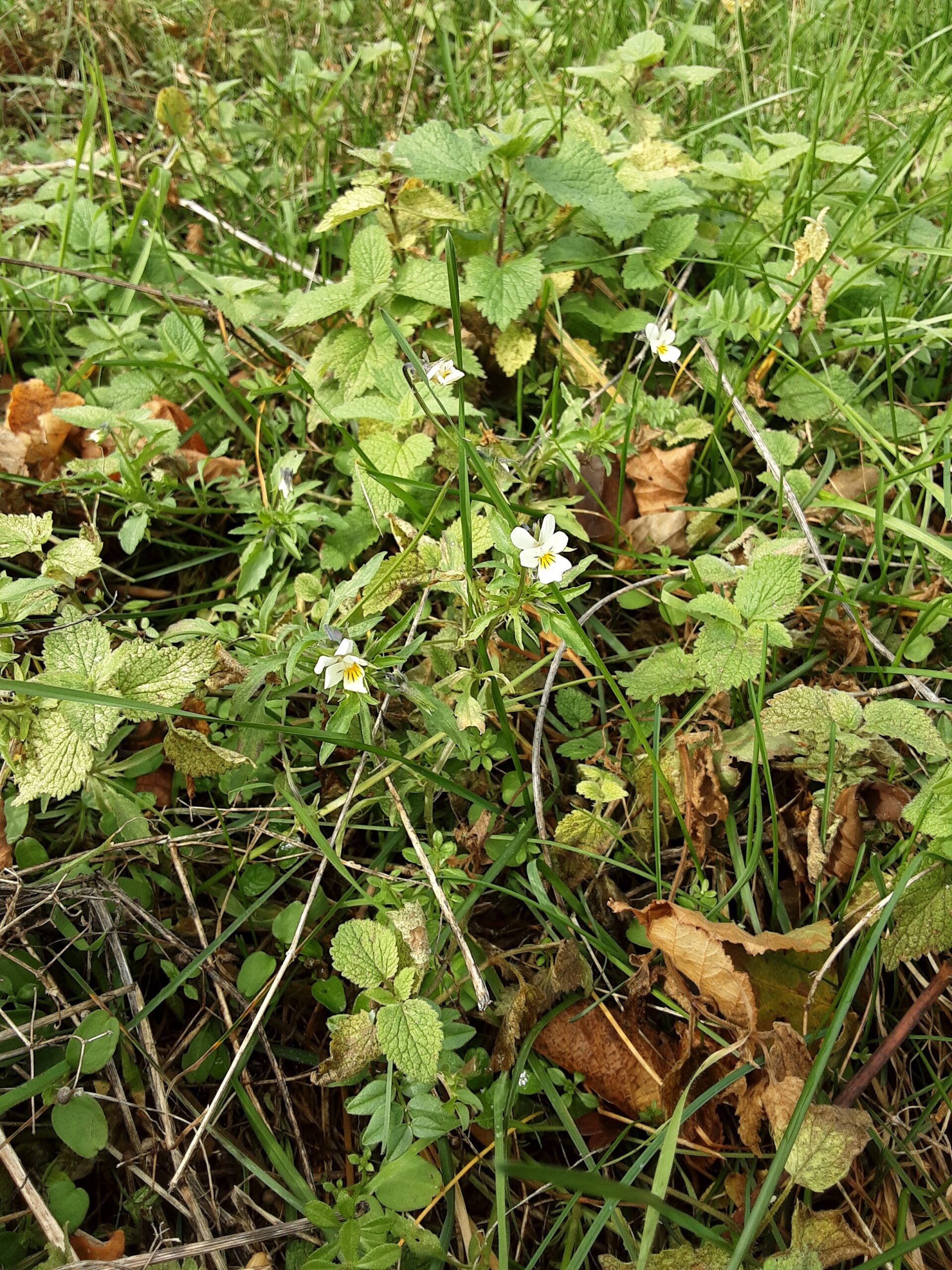 Viola arvensis subsp arvensis Pensée des champs Le Compagnon rouge