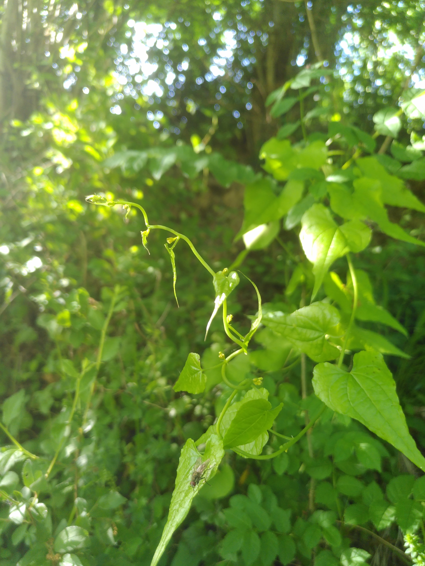 Dioscorea communis