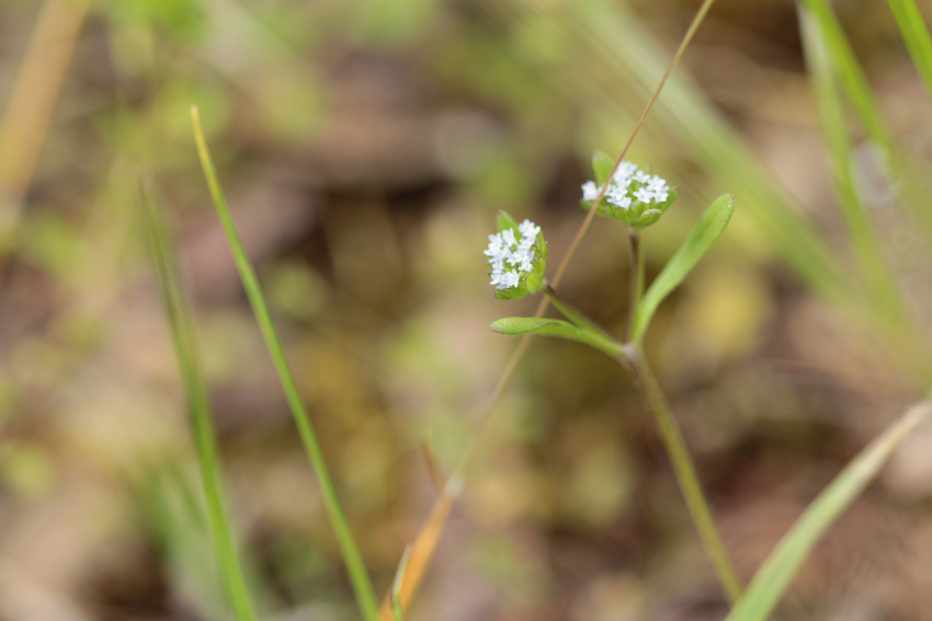 Valerianella locusta