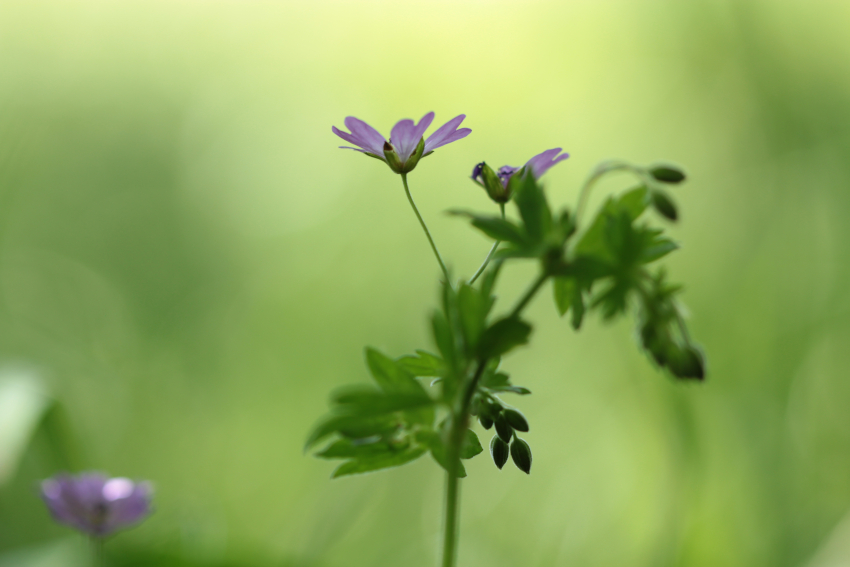 Geranium pyrenaicum