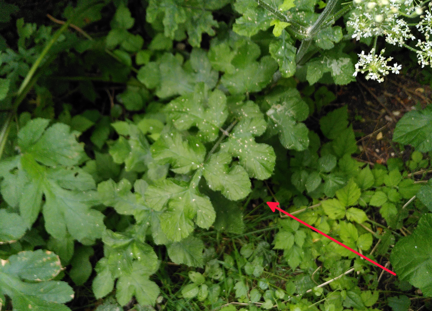 Heracleum sphondylium subsp. sphondylium var. sphondylium f. sphondylium: feuille basse