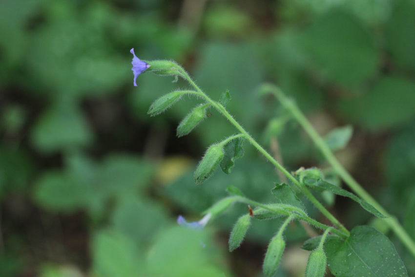 Pulmonaria longifolia