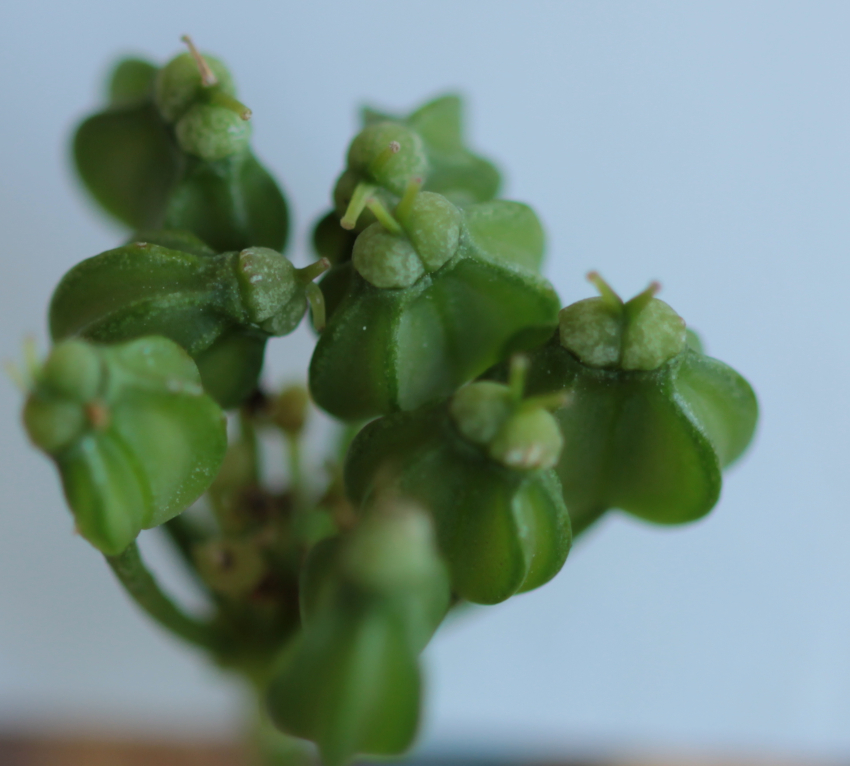 Smyrinium olustratum: fruits. Semen-Carpo