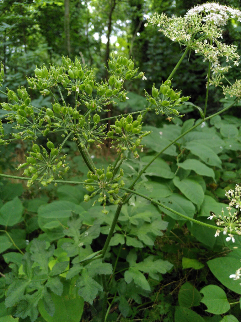 Heracleum sphondylium: Fruits. Semen-Carpo