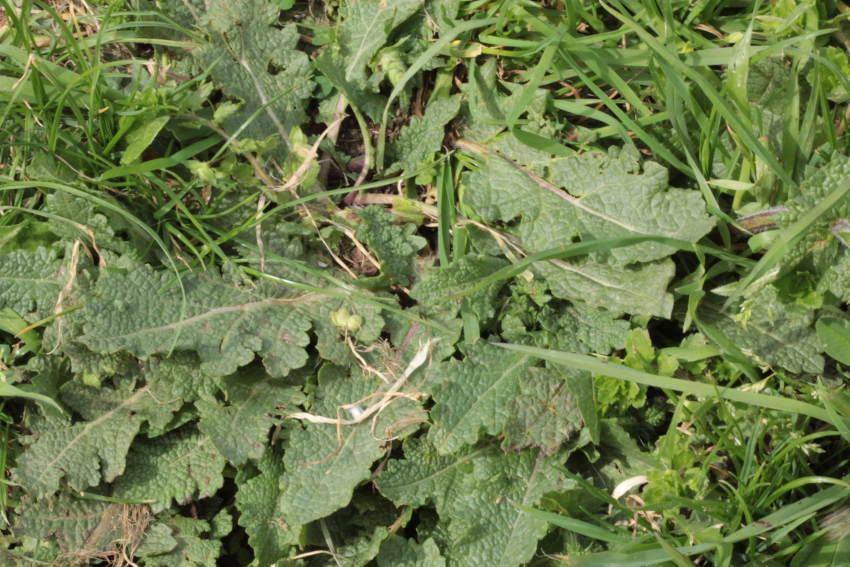 Salvia verbenaca: rosette. Plantaria