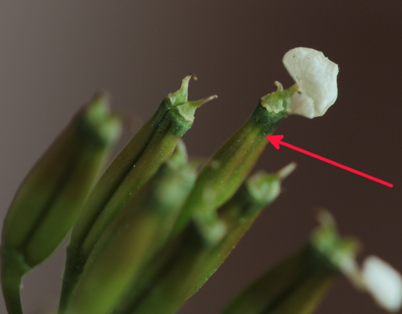 Chaerophyllum temulum. Fruits. Semen-Carpo