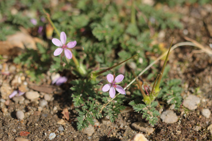 Erodium cicutarium