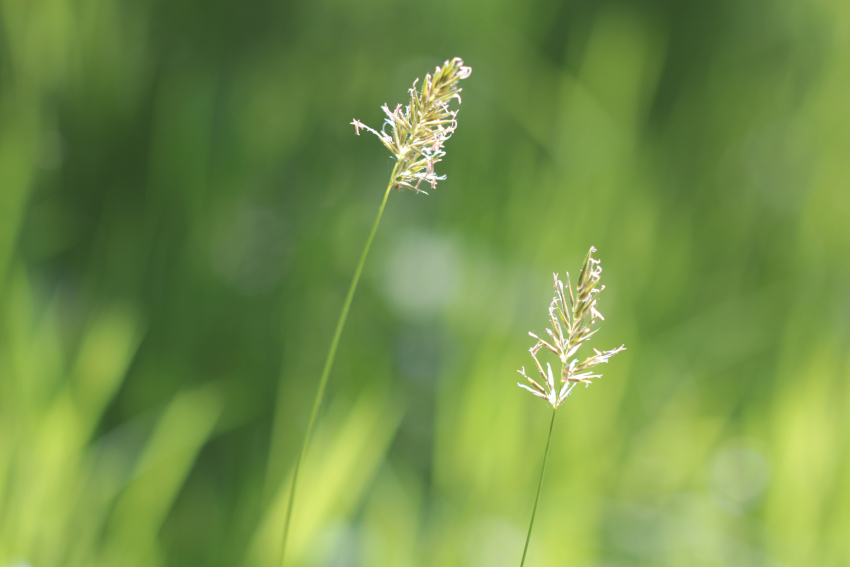 Anthoxanthum odoratum