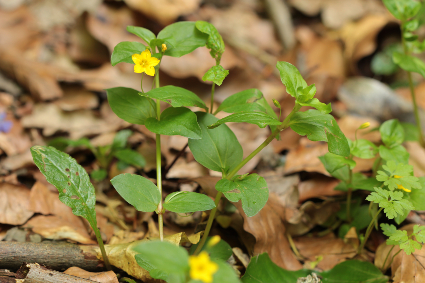 Lysimachia nemorum
