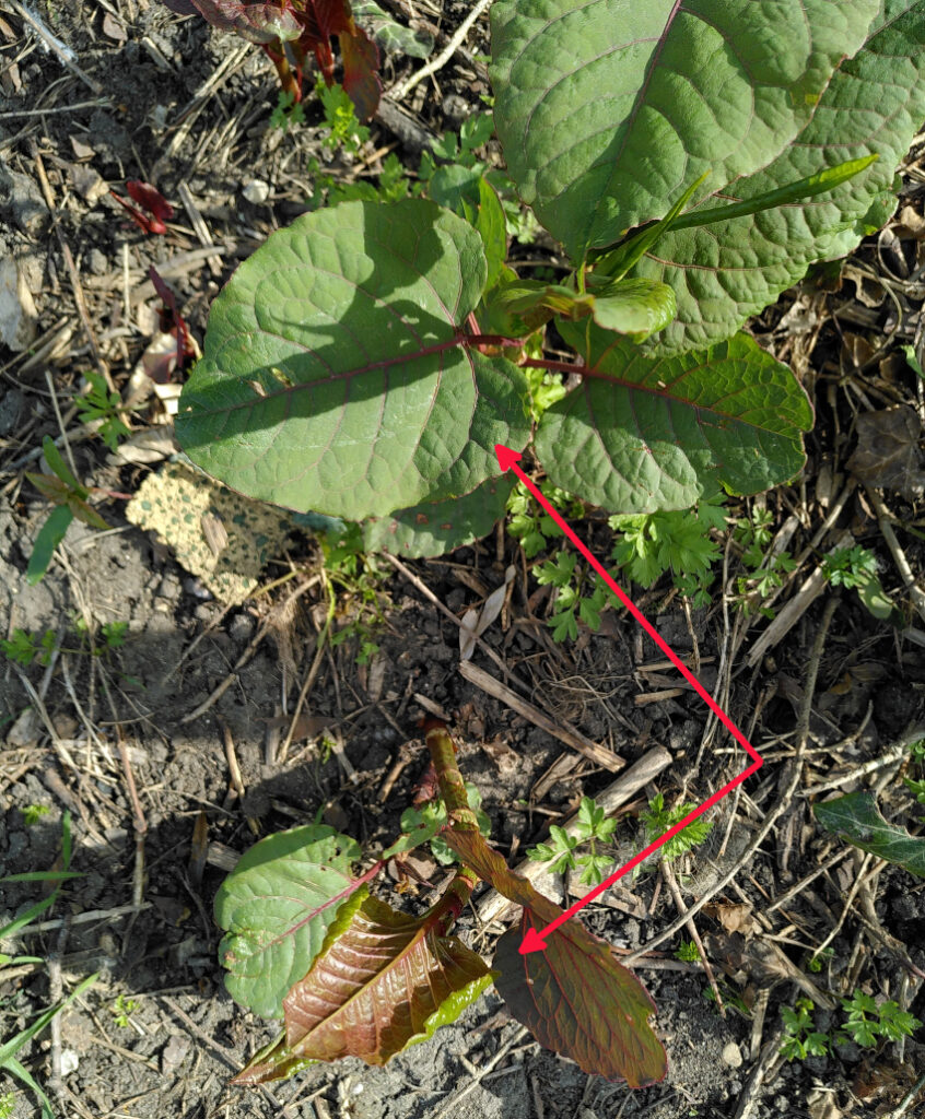 Reynoutria x bohemica: jeunes pousses. Plantaria