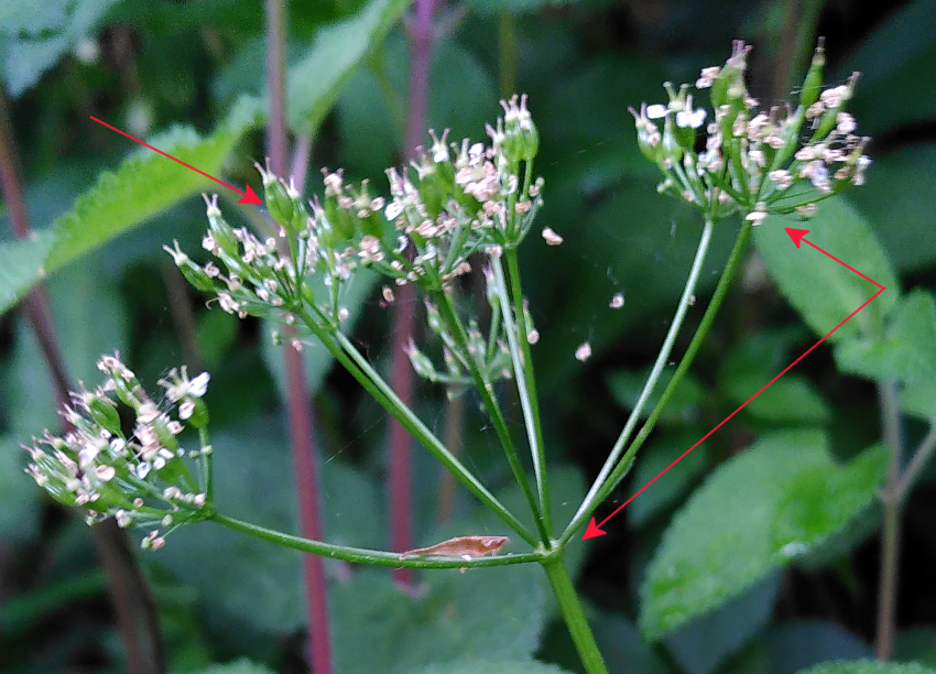 Conopodium majus. Ovaires. Semen-Carpo