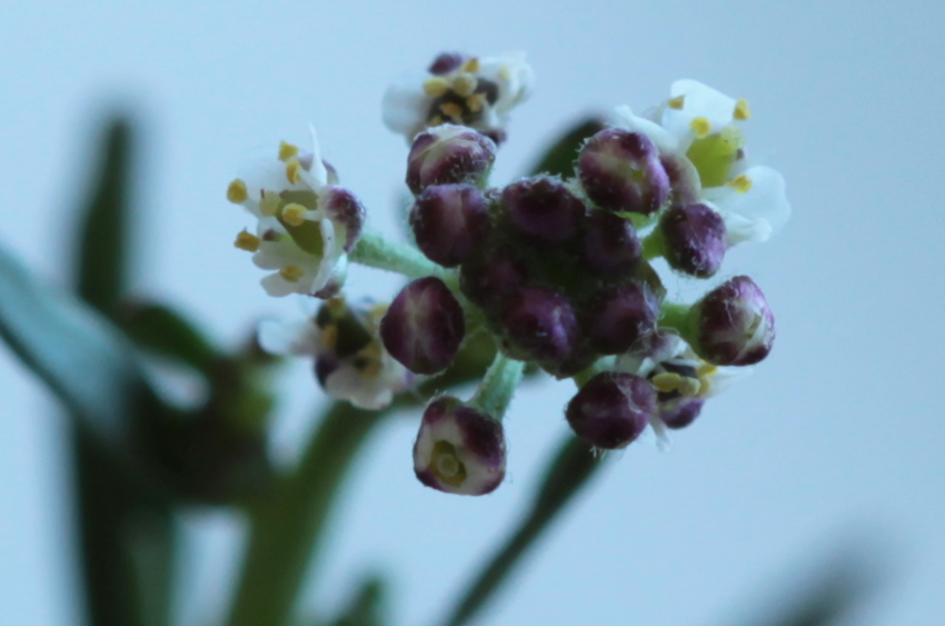 Lepidium graminifolium: fleur et carpelle. Semen-Carpo