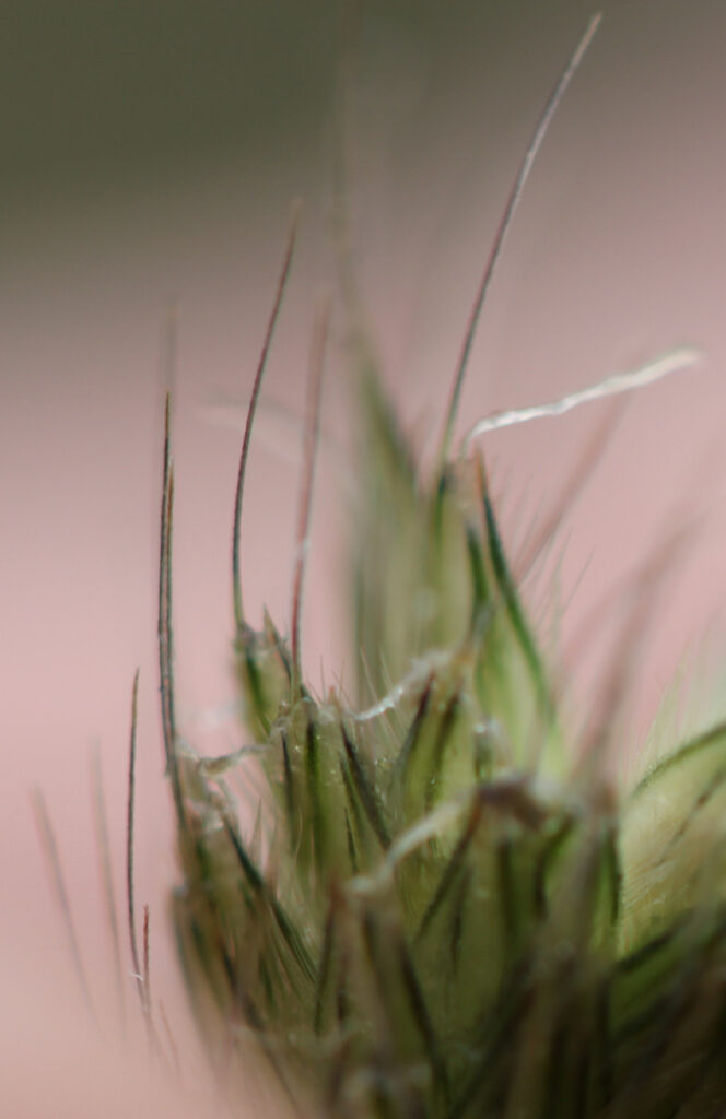 Alopecurus pratensis: glumes à sommet aigu et non maculé.