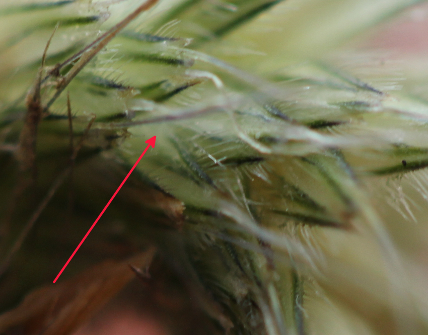 Alopecurus pratensis: glumes soudées à la base.