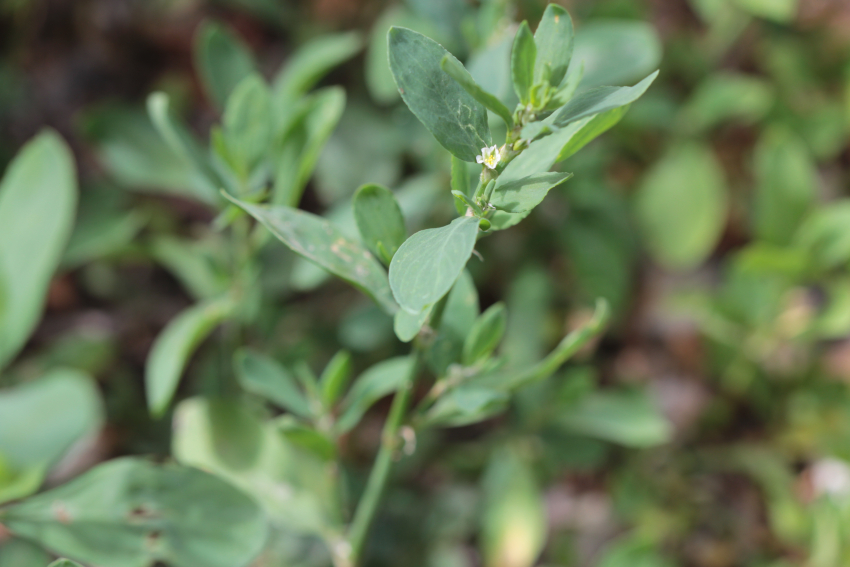 Polygonum aviculare
