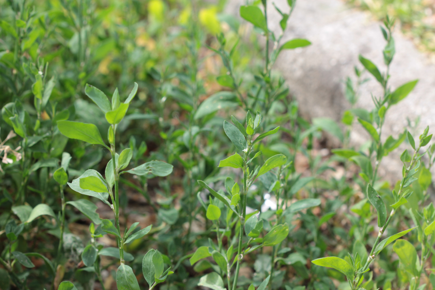 Polygonum aviculare, rameaux dressés.