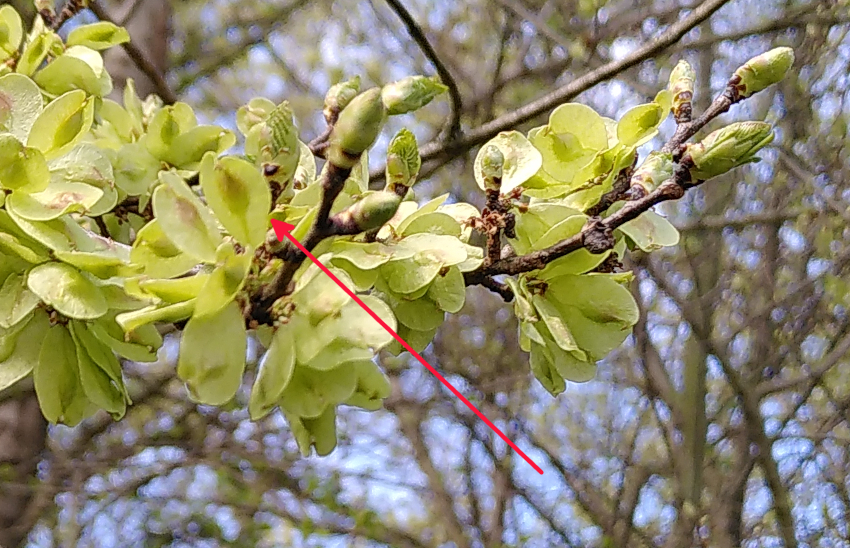 Ulmus minor: fructification. Semen-Carpo