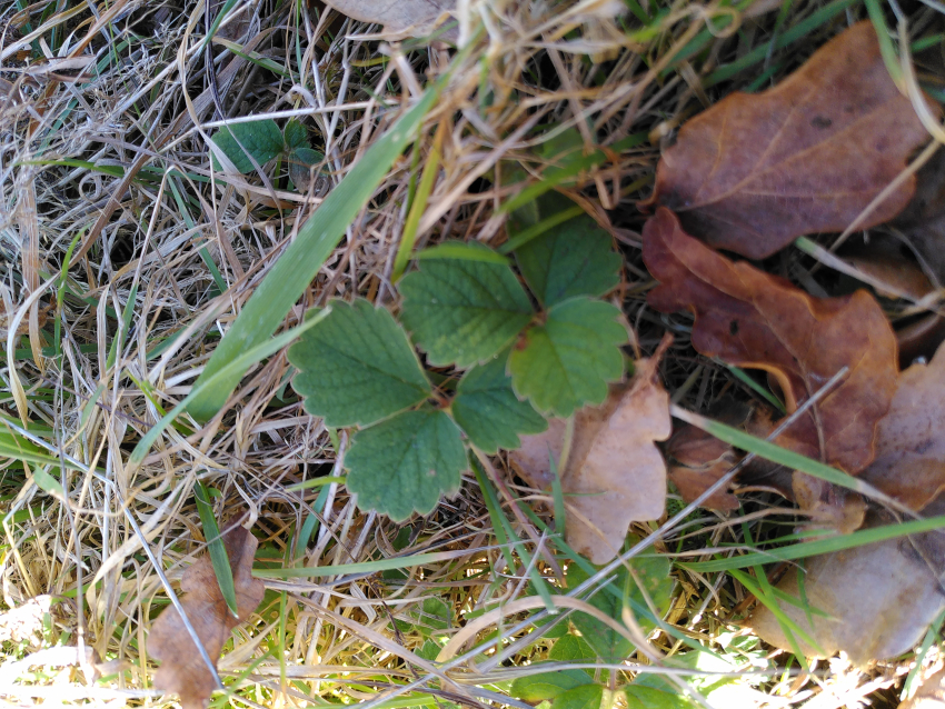 Potentilla sterilis: rosette. Plantaria