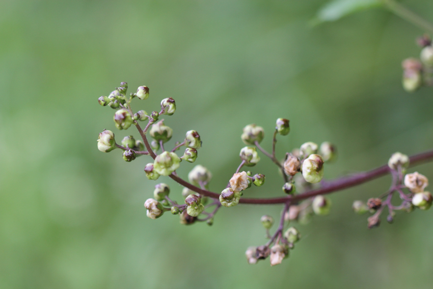 Scrophularia nodosa: inflorescence