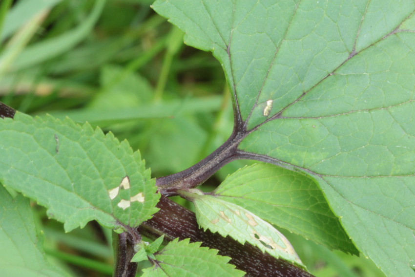 Scrophularia nodosa: pétiole