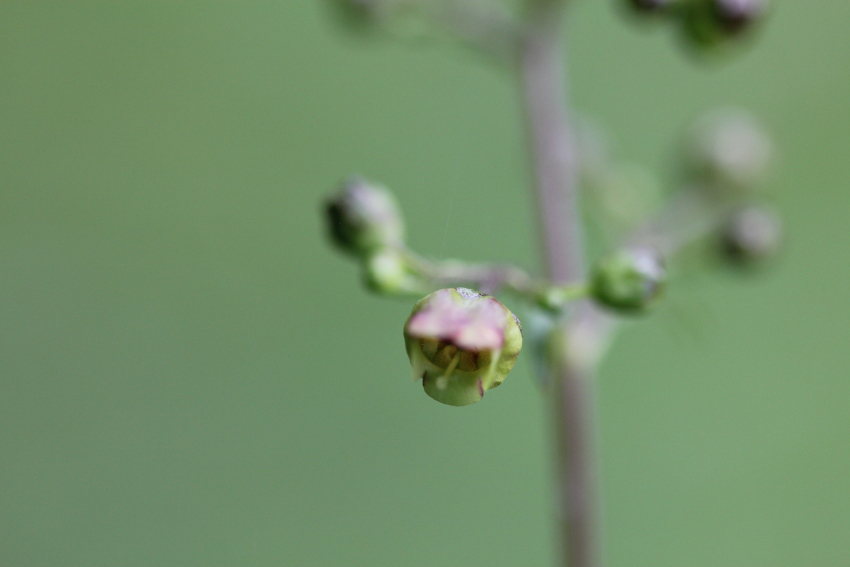 Scrophularia nodosa: fleur