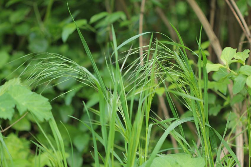 Anisantha sterilis