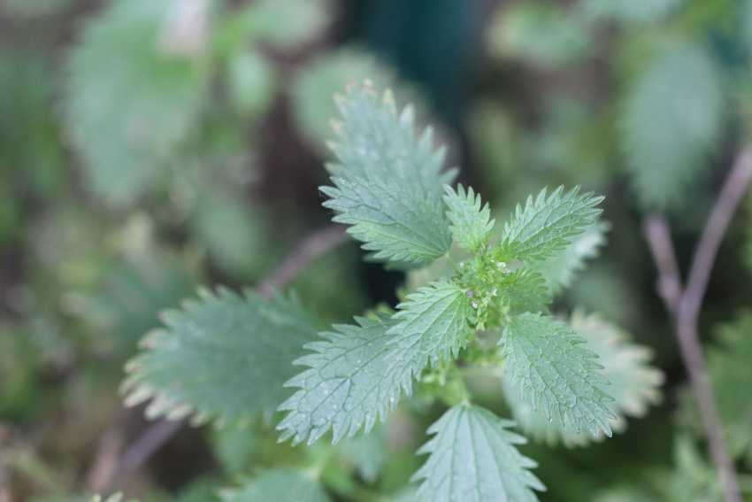 Urtica urens: feuilles