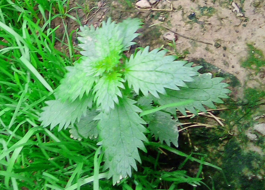 Urtica urens: plantule. Plantaria