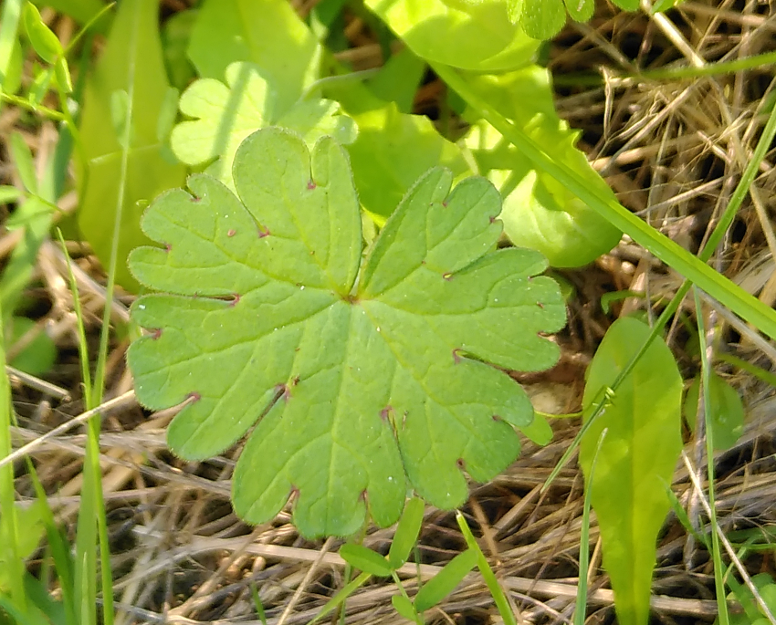 Plantule. Plantaria