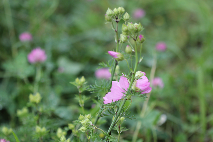 Malva moschata