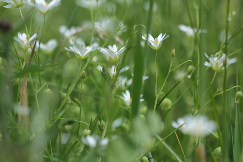 Stellaria holostea