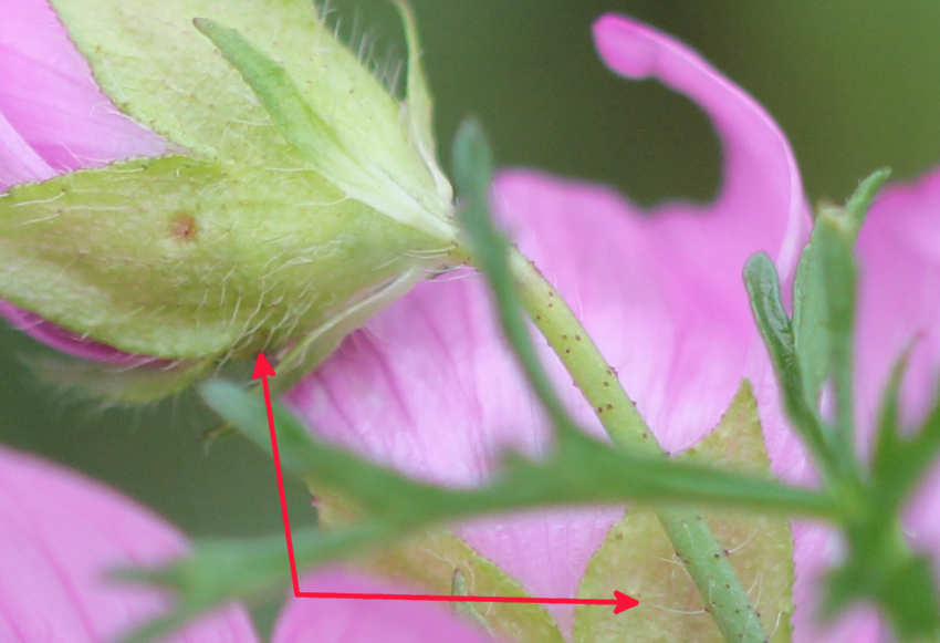 Malva moschata: poils simples sur pédicelle et calice