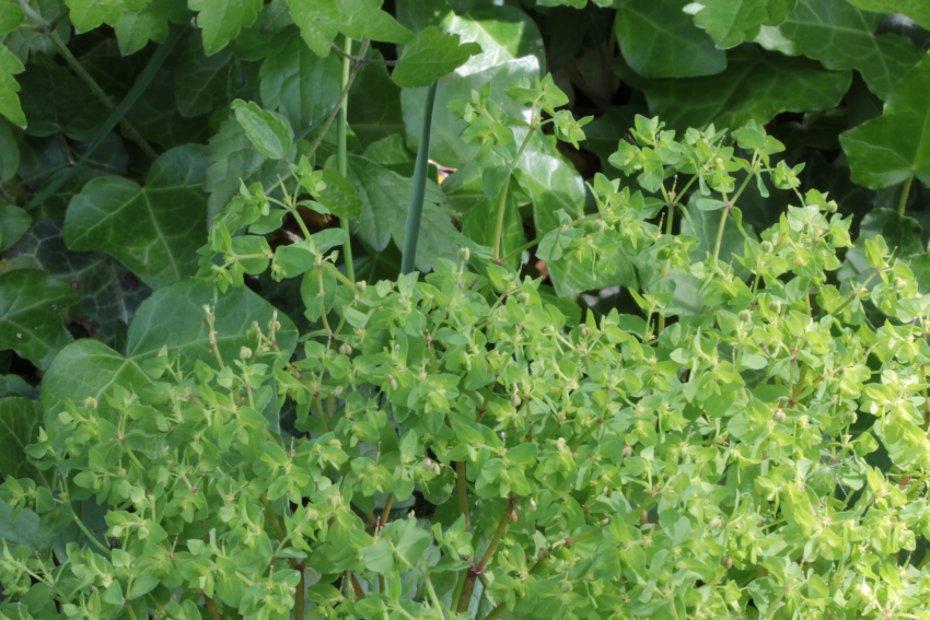 Euphorbia peplus