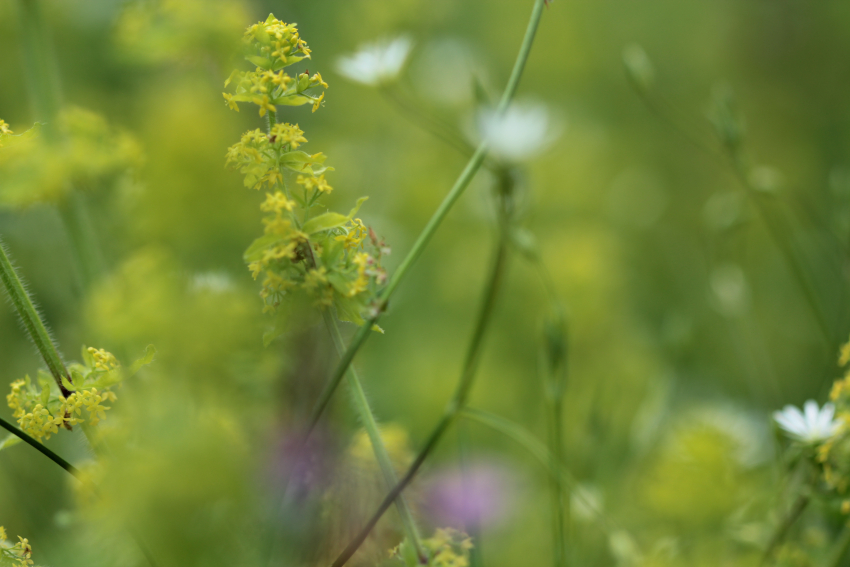 Cruciata laevipes