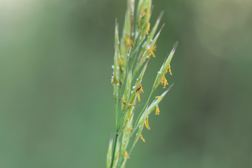 épillets du brome érigé