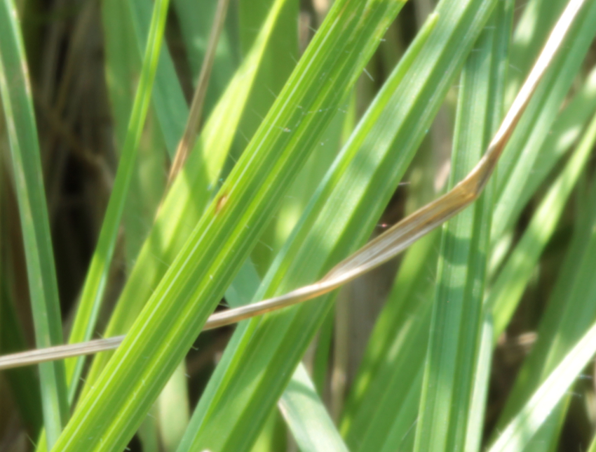 Bromopsis erecta subsp. erecta: cils sur les bords des limbes