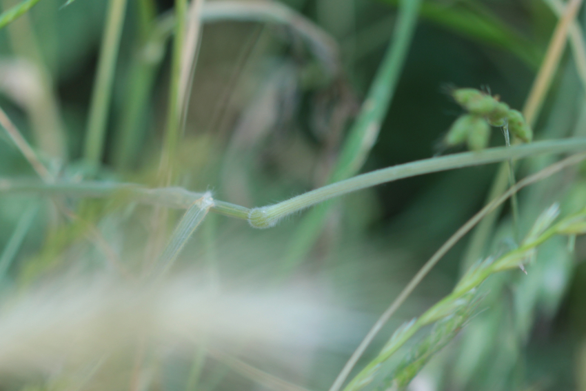 Bromus hordaceus subsp. hordaceus, pilosité gaine et tige