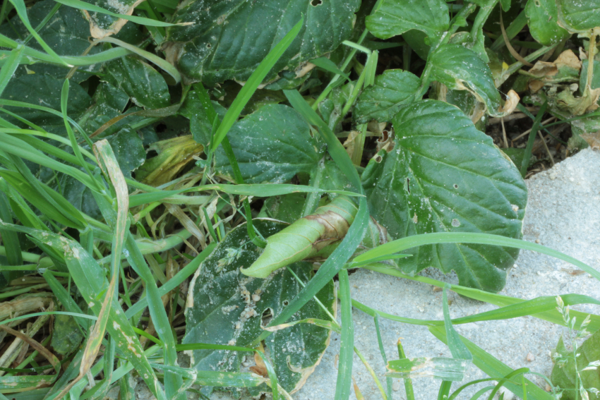 Barbarea vulgaris: feuille du bas.