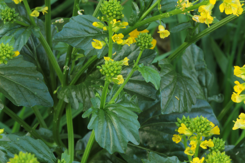 Barbarea vulgaris: feuille du haut