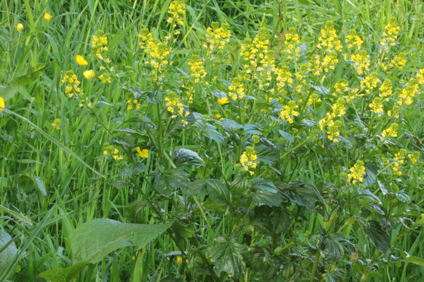 Barbarea vulgaris