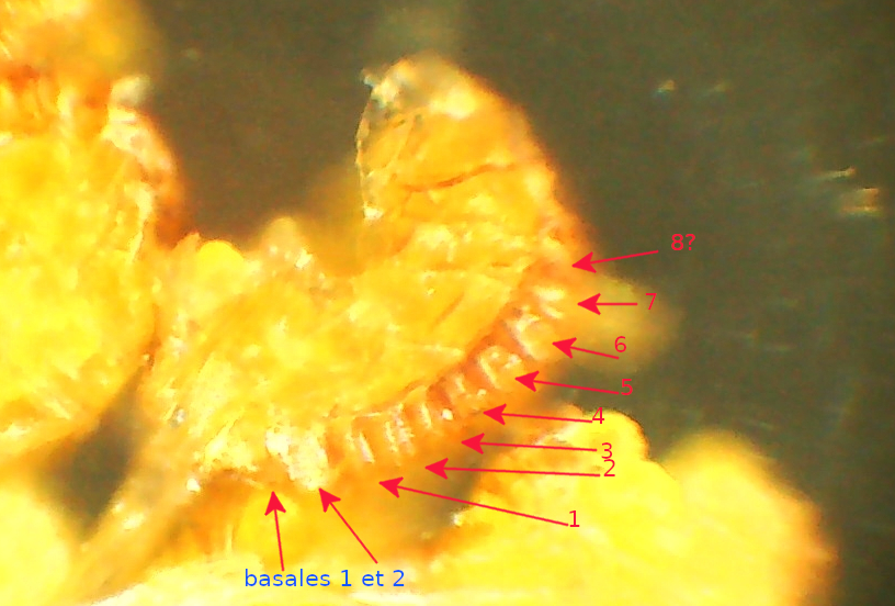 Sporange de Polypodium interjectum