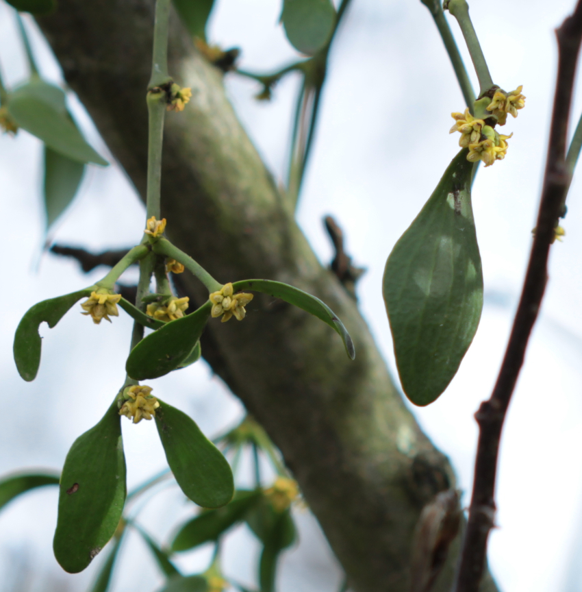 Viscum album, fleurs