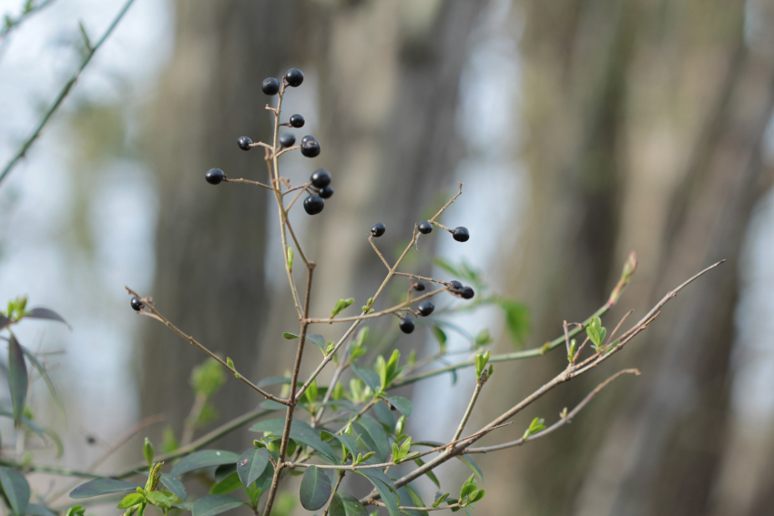 baies de Ligustrum vulgare