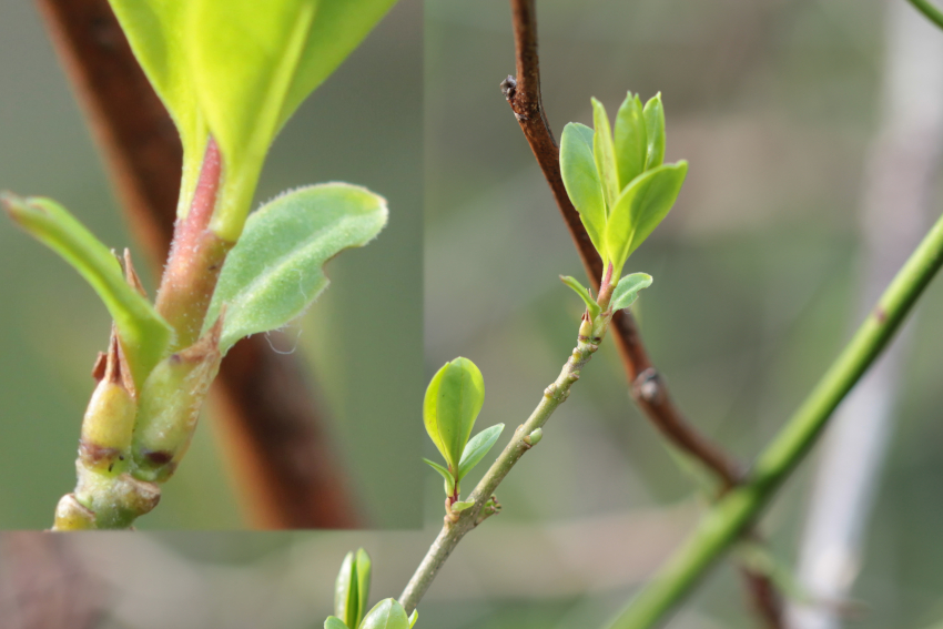 jeune rameau de Ligustrum vulgare