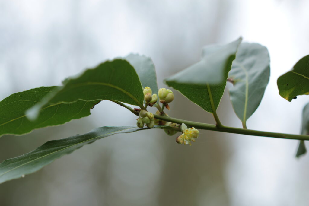 Laurus nobilis