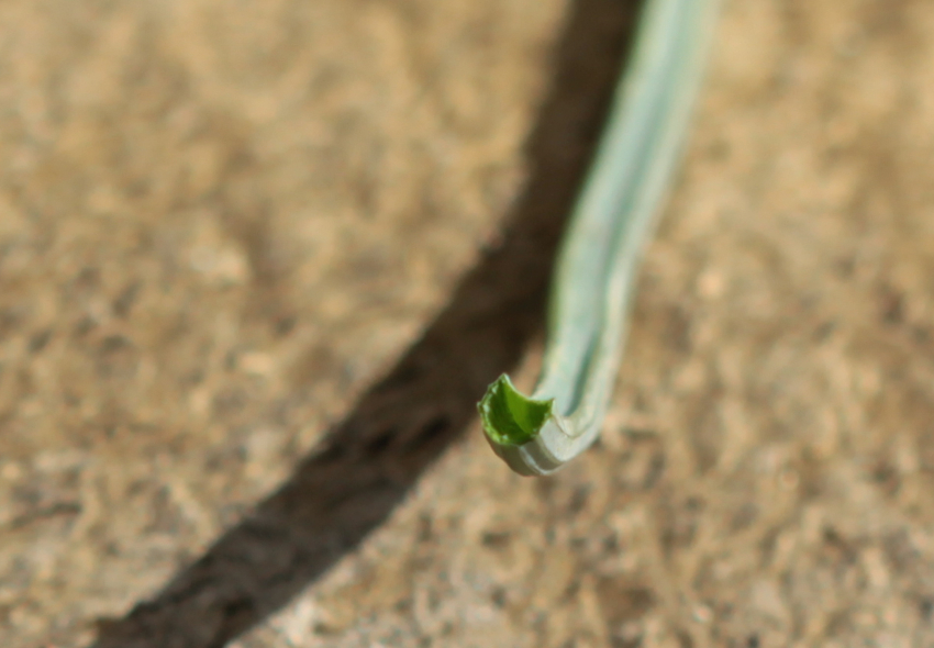 Allium vineale, coupe de la feuille