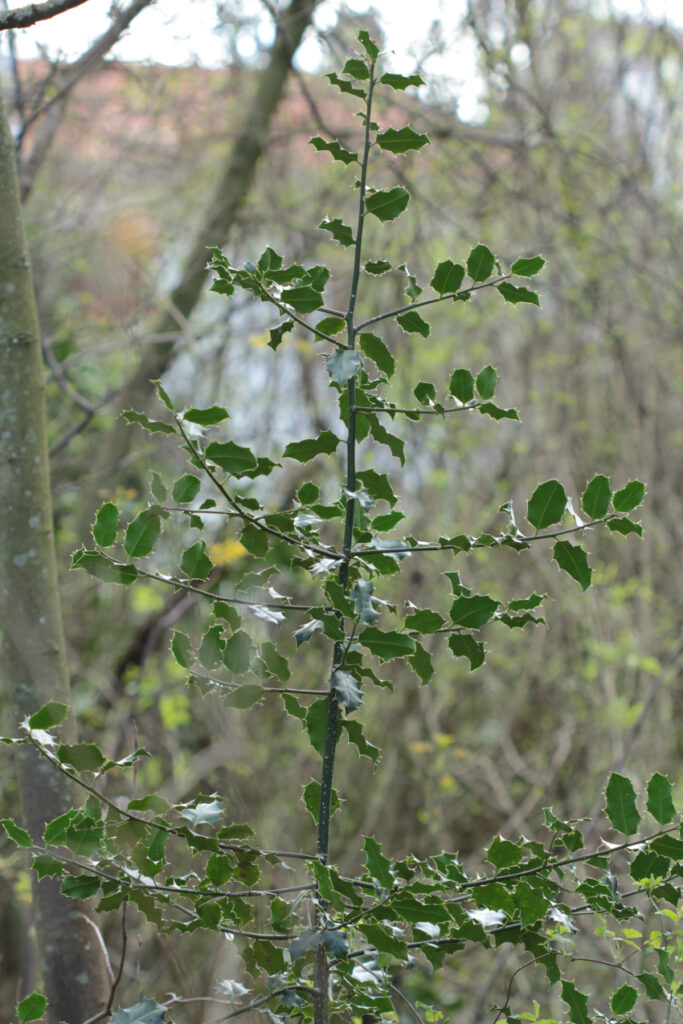 Ilex aquifolium, morphogénèse en Massart