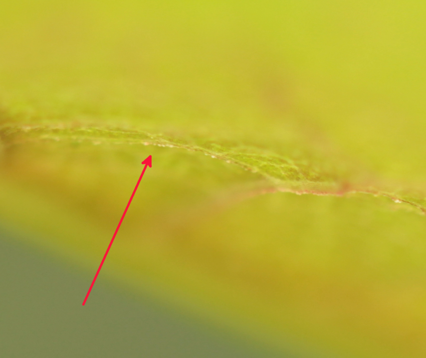 Nervures secondaires sous une feuille de Reynoutria japonica