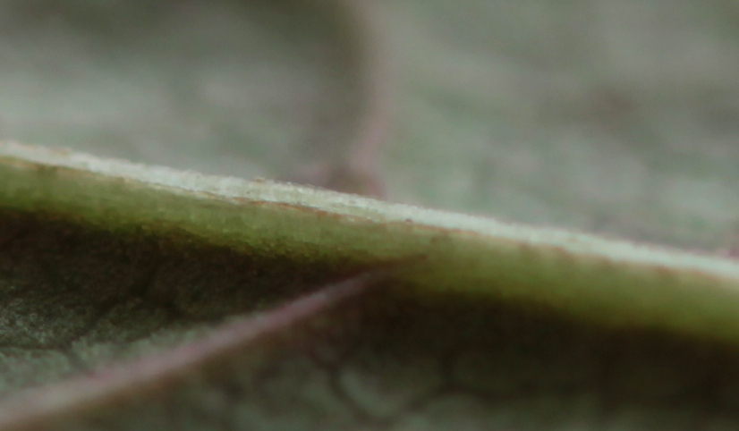 Reynoutria japonica. Sous la feuille.