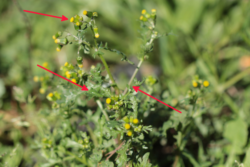 Senecio vulgaris, caractères morphologiques